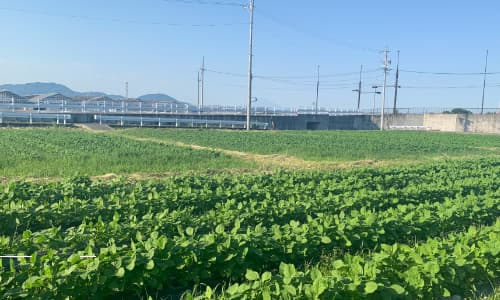 静岡県焼津市で農業を営む寺田さんの農地