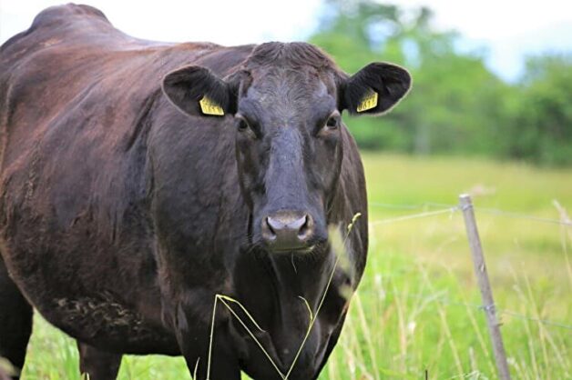 肉牛とは牛肉を生産する畜産のお仕事！種類や飼育方法、作業内容を紹介