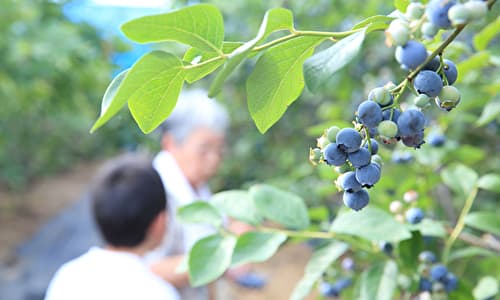 観光農園の1日の流れ 栽培時期と開園時期で作業が異なる