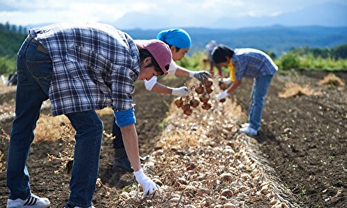 収穫作業をする男性