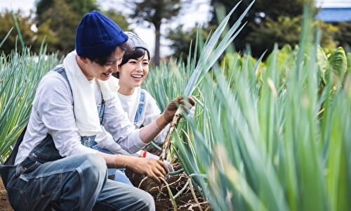 野菜を収穫する男女