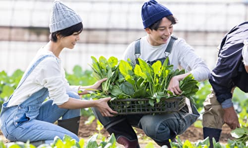 野菜を収穫する若い農家の夫婦