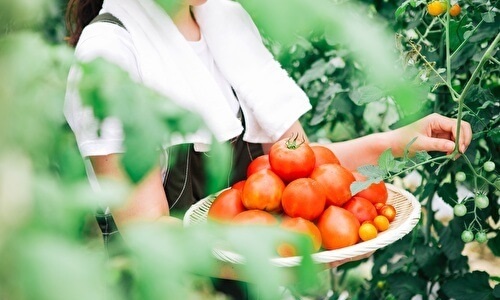 トマトを収穫する女性