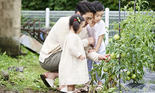 家庭菜園している親子