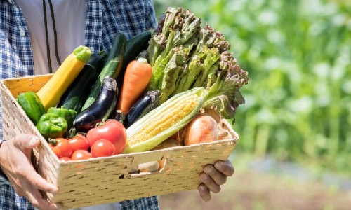 野菜を抱える農家