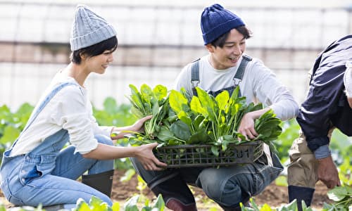 農作物を収穫している農家の夫婦