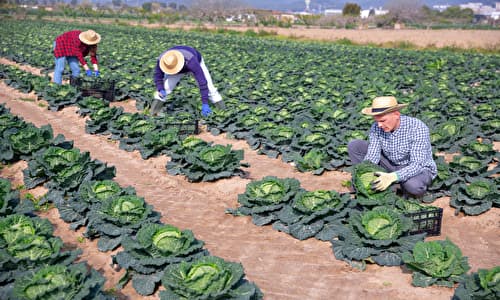 外国の農場と農家