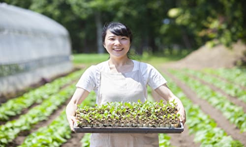 日本の農家の女性