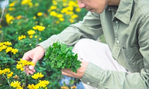 脱サラして花き栽培に挑戦する男性農家