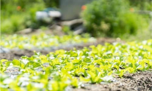 キャベツの芽がではじめた畑