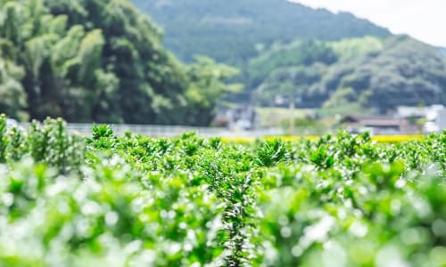 一面に広がる茶畑