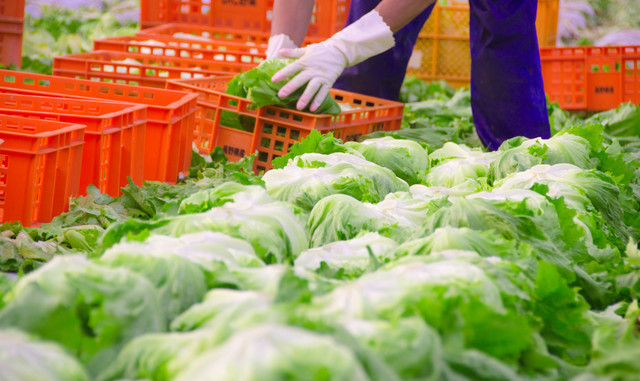 野菜出荷のイメージ