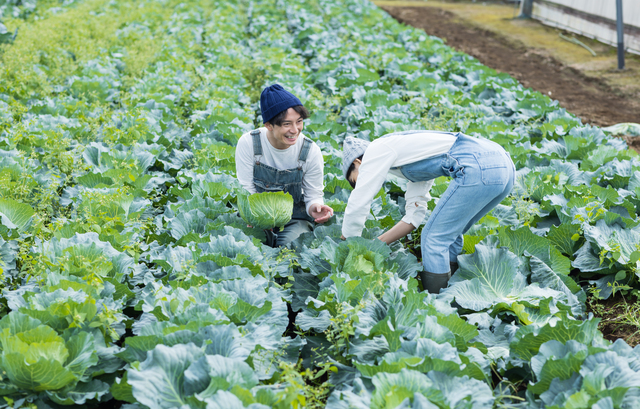 野菜の収穫のイメージ