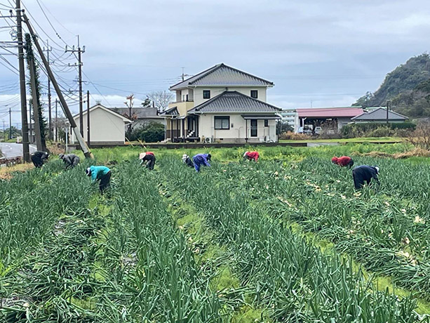株式会社 川﨑農園