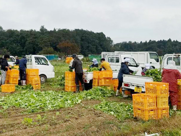 株式会社 まどか菜園