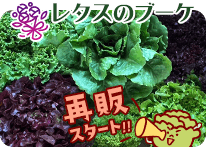 レタスブーケ｜株式会社サイエンズ
