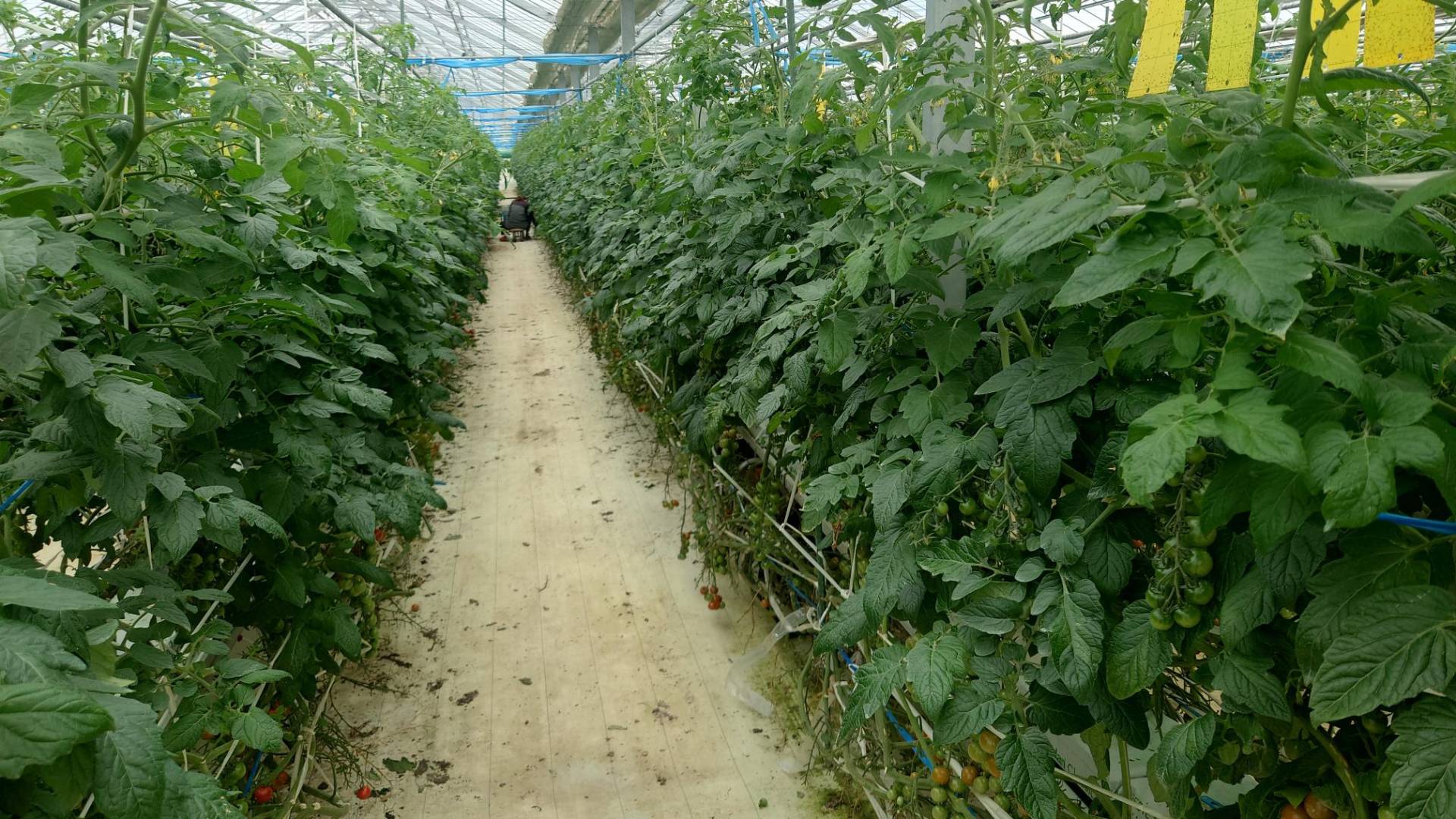 本荘農園